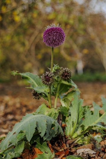20241113-_87A6315-Enhanced-NR.jpg