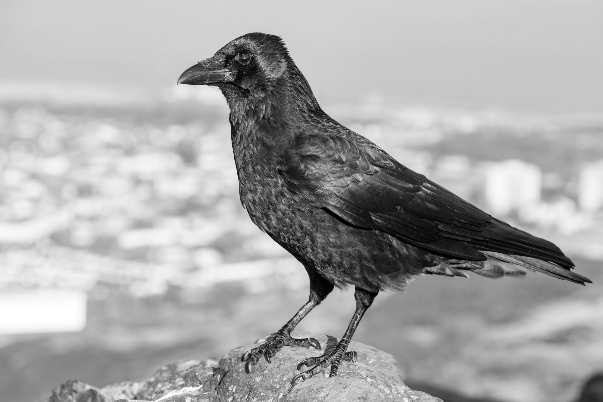 20241111-_87A6178-Enhanced-NR.jpg