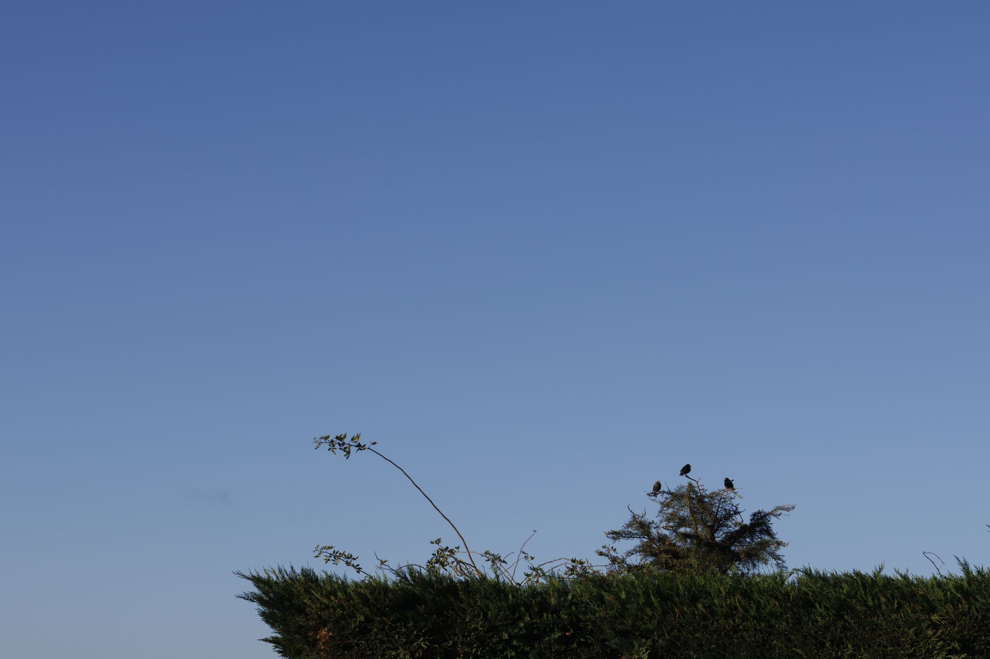 20250102-_87A8240-Enhanced-NR.jpg