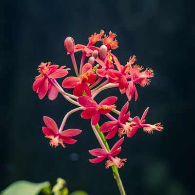 Cover photo for the album Kew Gardens - March 24