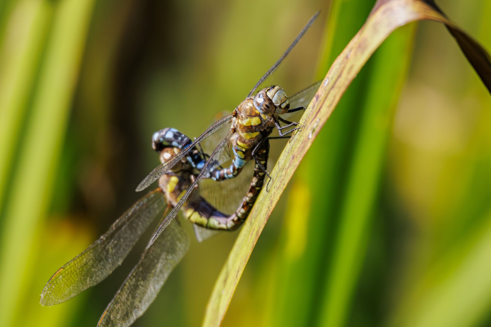 20240916-_87A5747-Enhanced-NR.jpg