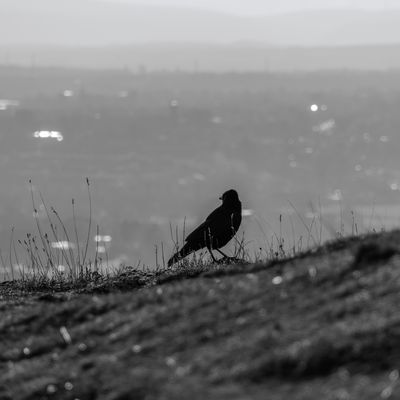 Cover photo for the album Edinburgh - November 2024
