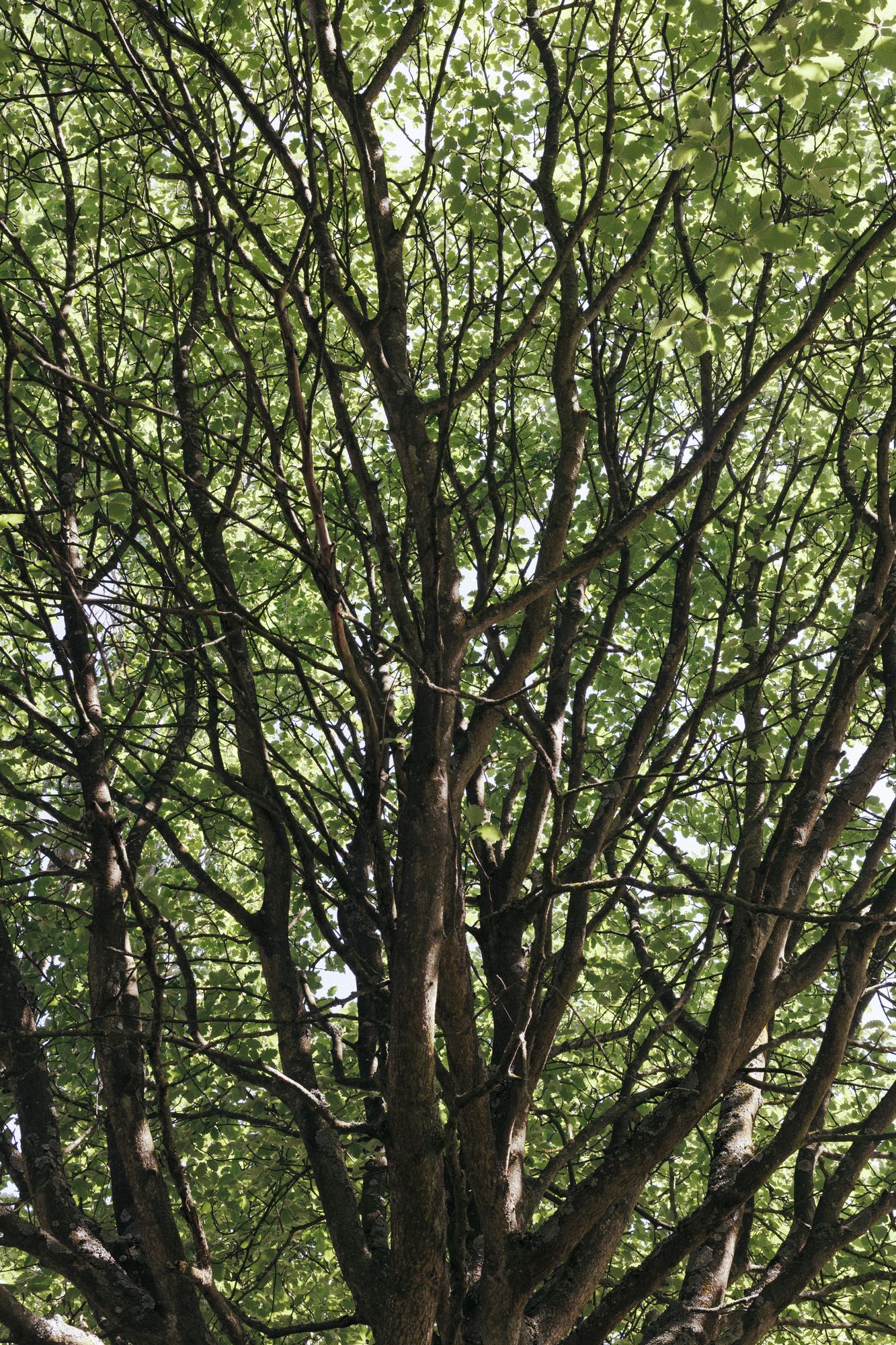 20250514-_87A9160-Enhanced-NR.jpg