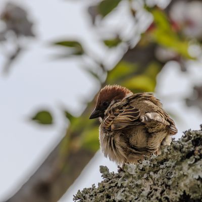 Cover photo for the album Birds of Japan