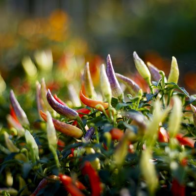 Cover photo for the album Kew Gardens - October 23