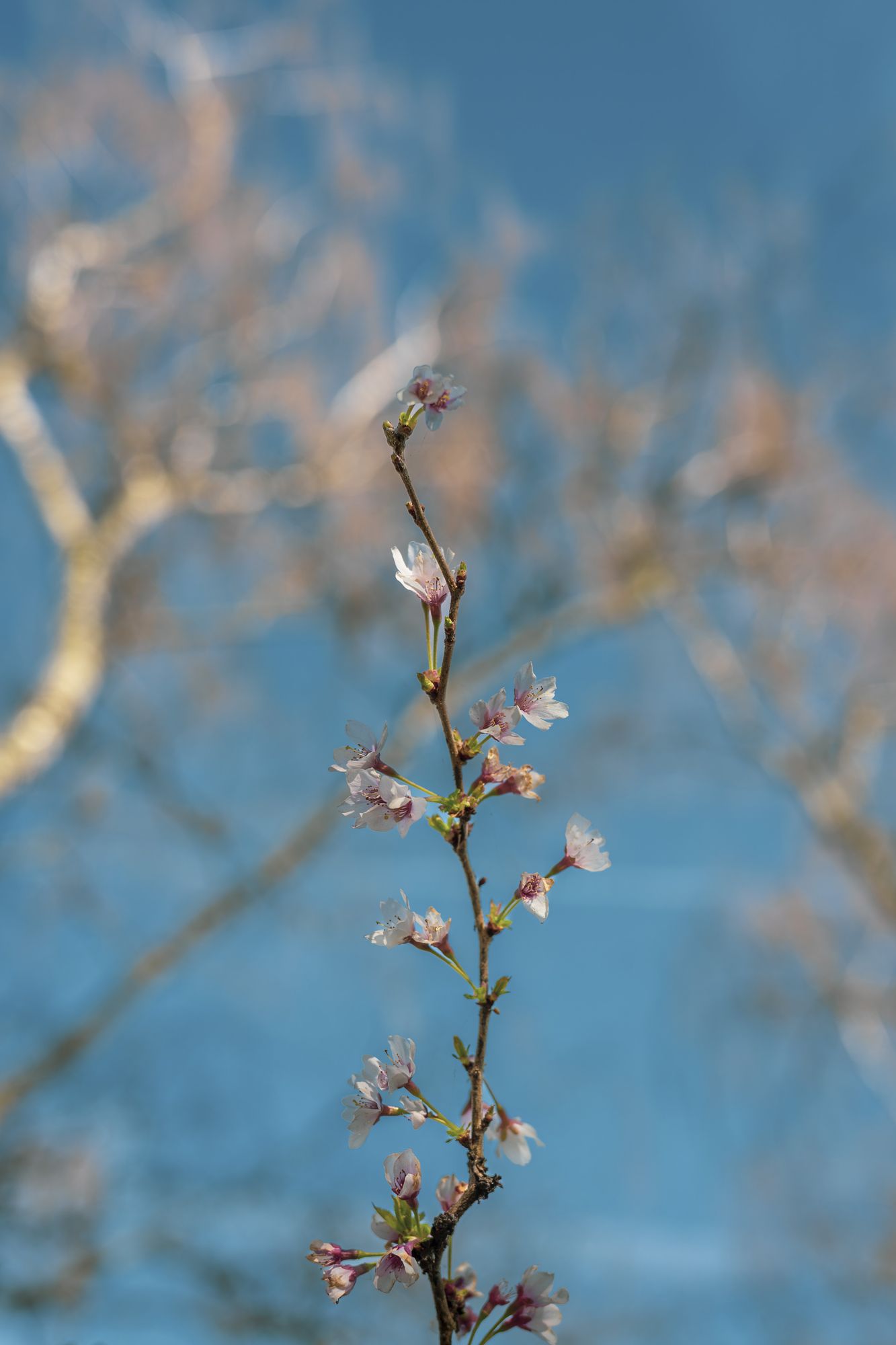 20260326-_DSC2217.jpg