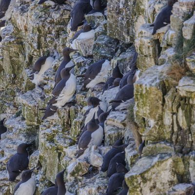 Cover photo for the album Bempton Cliffs