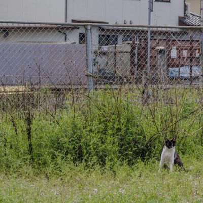 Cover photo for the album Kyoto Wanders