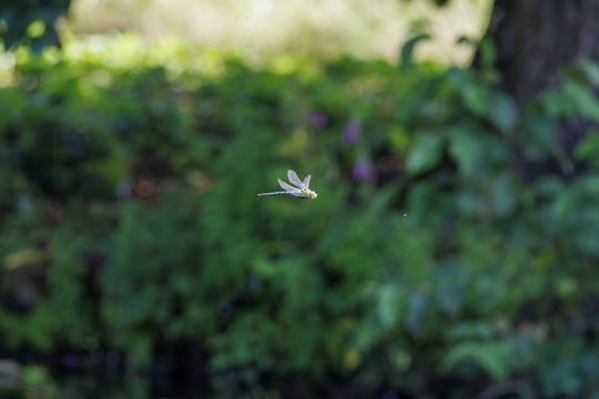 20240719-_87A4295-Enhanced-NR.jpg