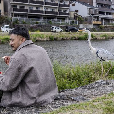 Cover photo for the album Birds of Japan