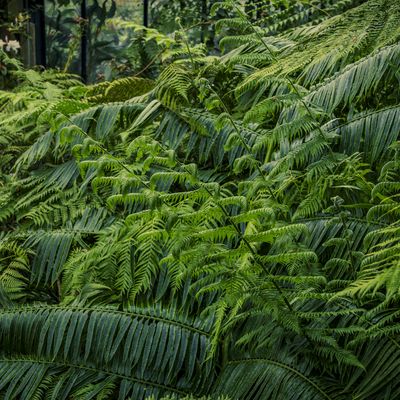Cover photo for the album Kew Gardens - March 24