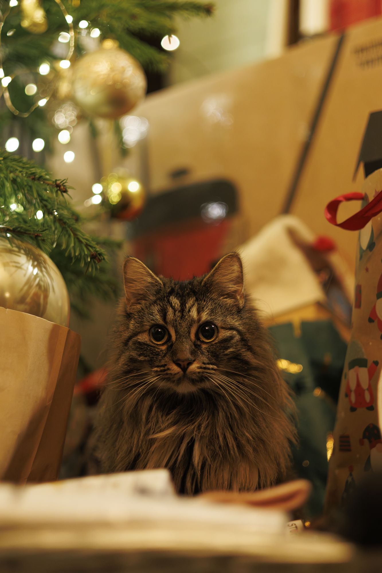 20241227-_87A7816-Enhanced-NR.jpg