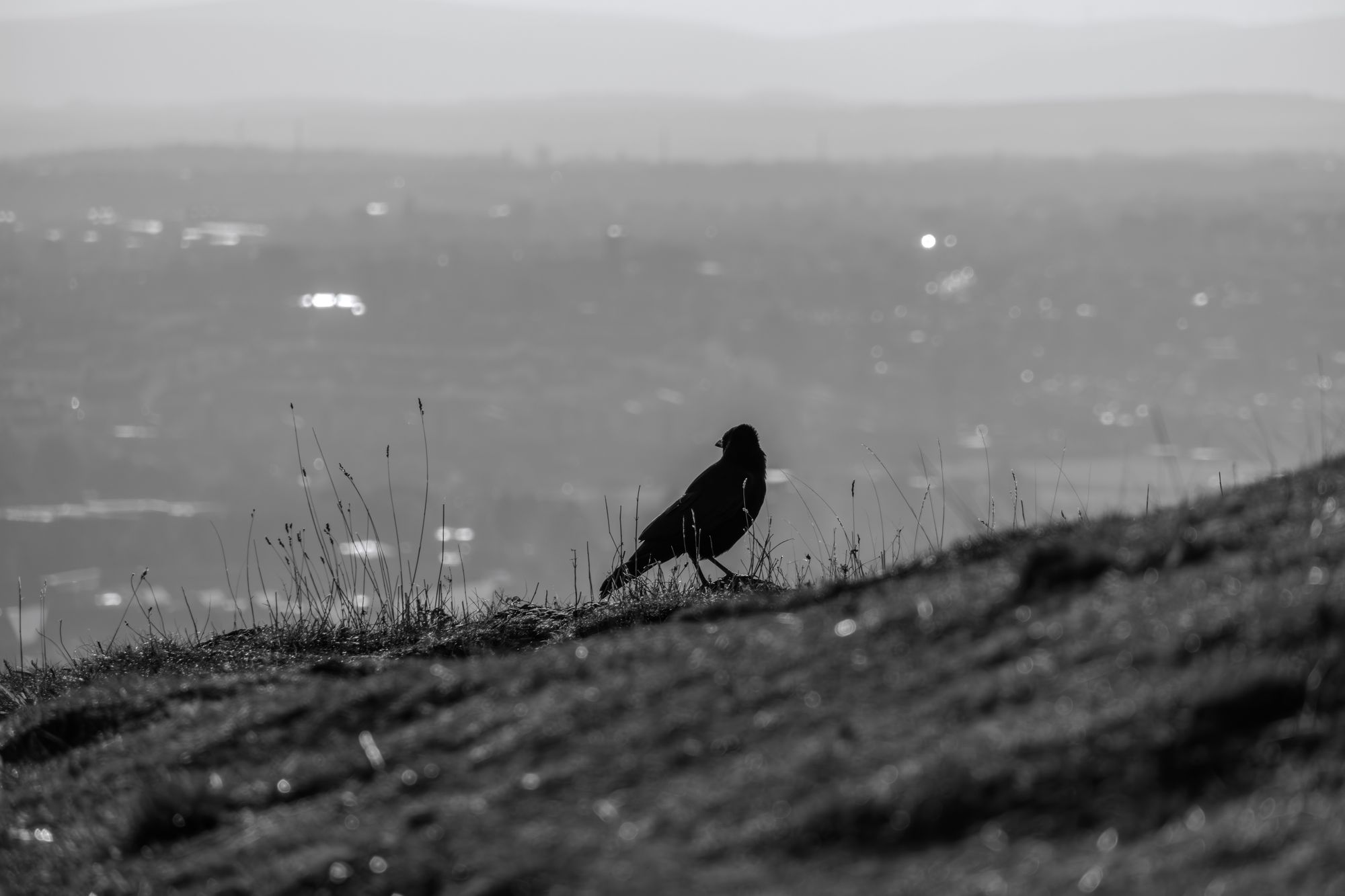 20241111-_87A6147-Enhanced-NR.jpg