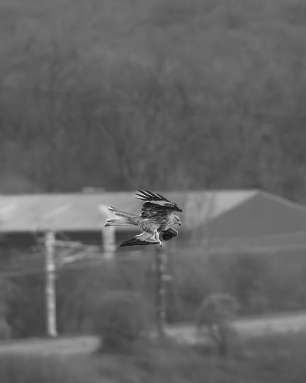 20250124-_87A0108-Enhanced-NR.jpg