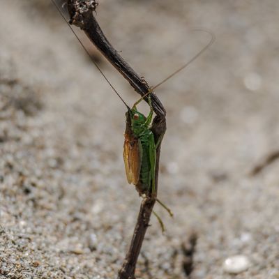 Cover photo for the album Wildlife