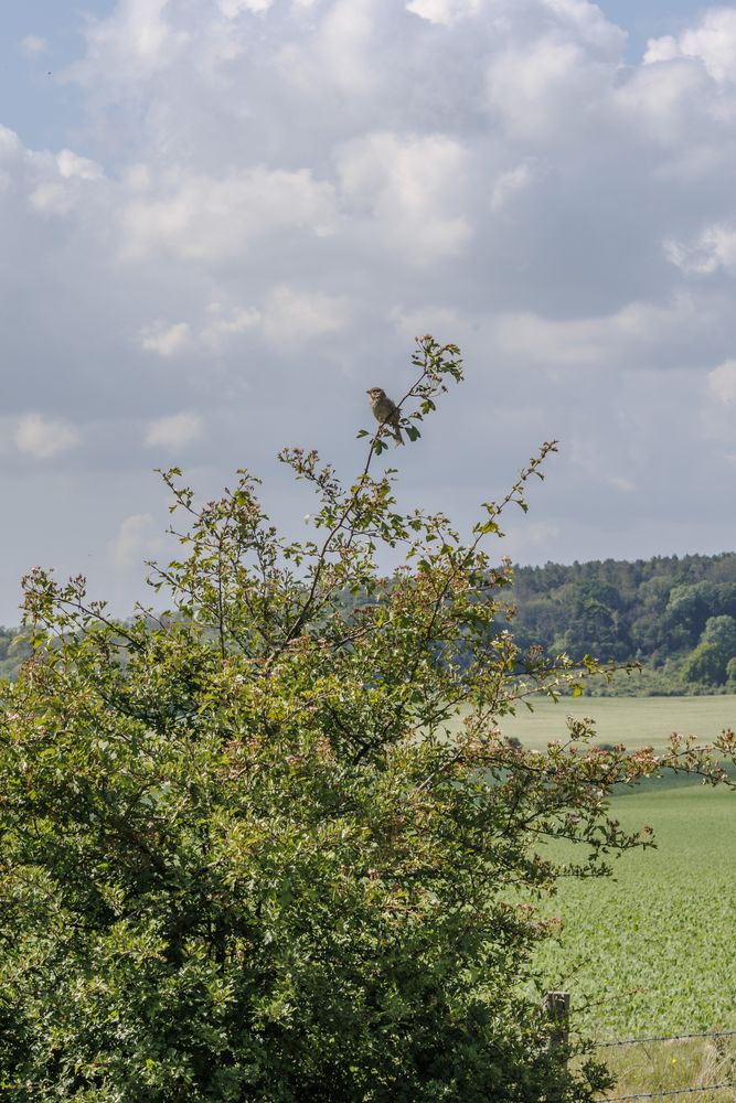 A Corn Bunting perched on top of a tree. I wish I'd bought my telephoto lens.