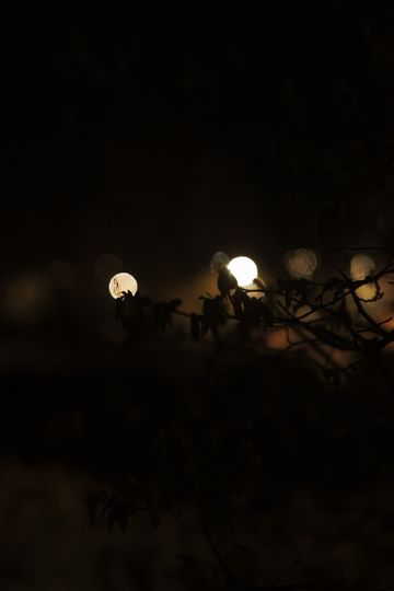 20250401-_87A4535-Enhanced-NR.jpg