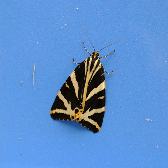 20250719-_DSF4465.jpg