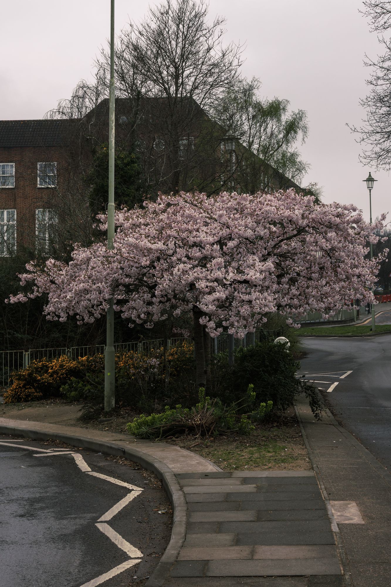 20250323-_87A4278-Enhanced-NR.jpg