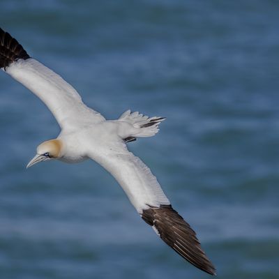 Cover photo for the album Bempton Cliffs