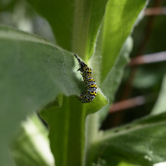 20260529-_DSC5060.jpg