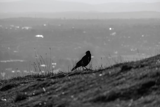 20241111-_87A6147-Enhanced-NR.jpg