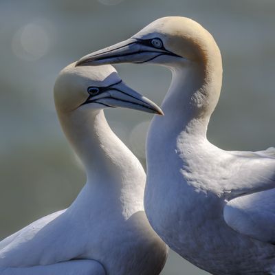 Cover photo for the album Bempton Cliffs