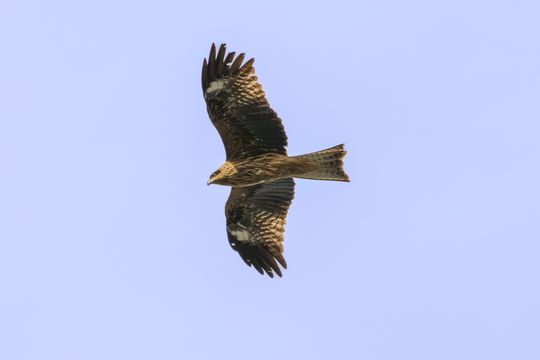 20240411-2_87A0110-Enhanced-NR.jpg