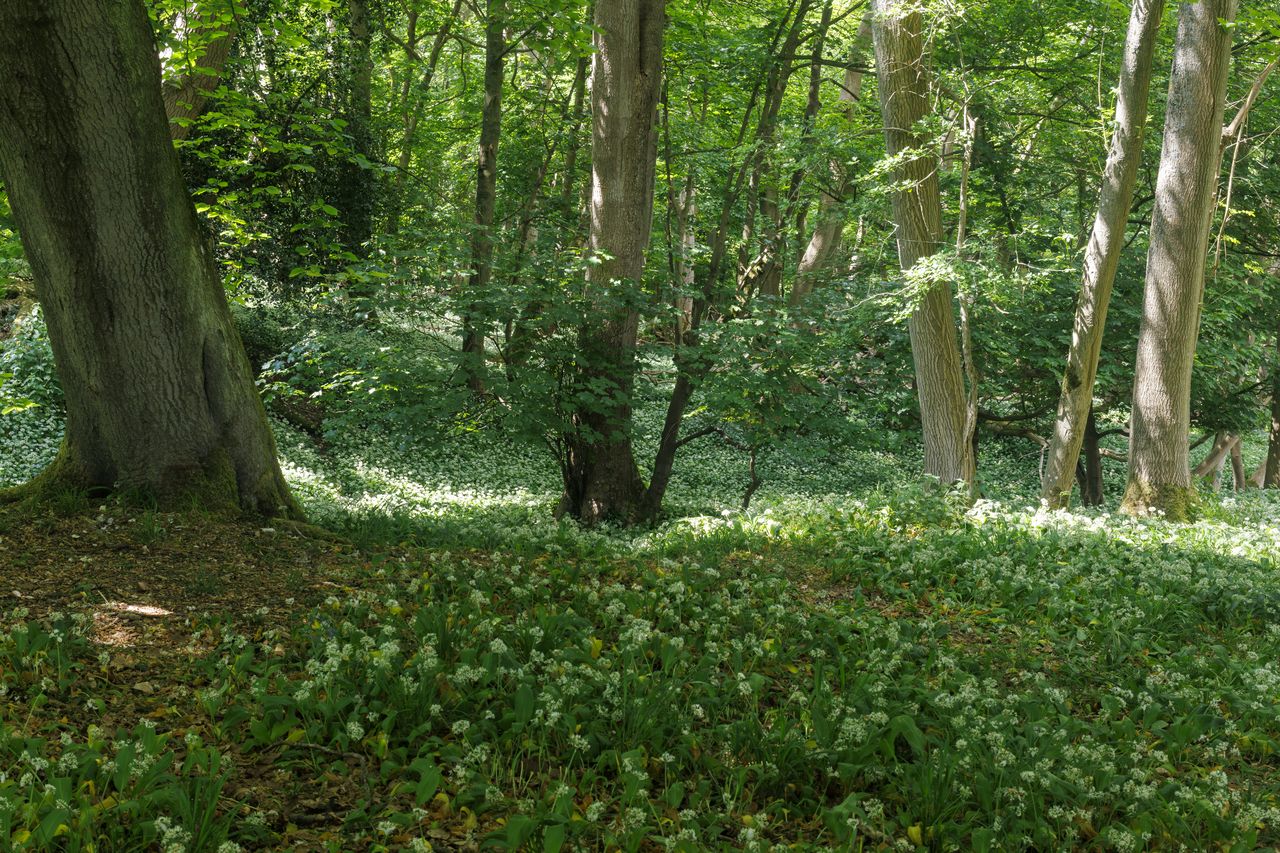 Endless wild garlic just as you enter The Coombe.