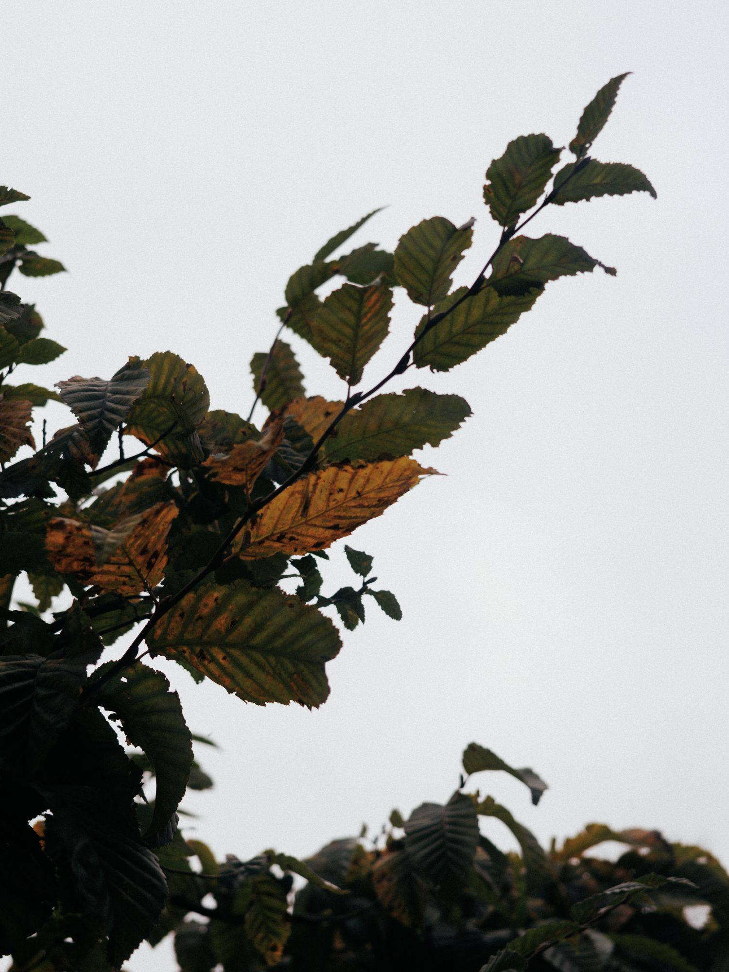 20251015-_87A6678.jpg