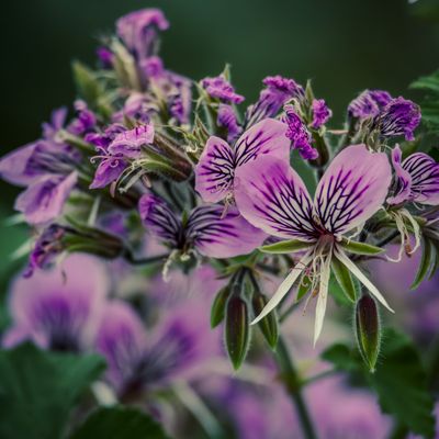 Cover photo for the album Kew Gardens - March 24
