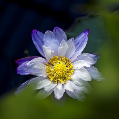 Cover photo for the album Kew Gardens - October 23