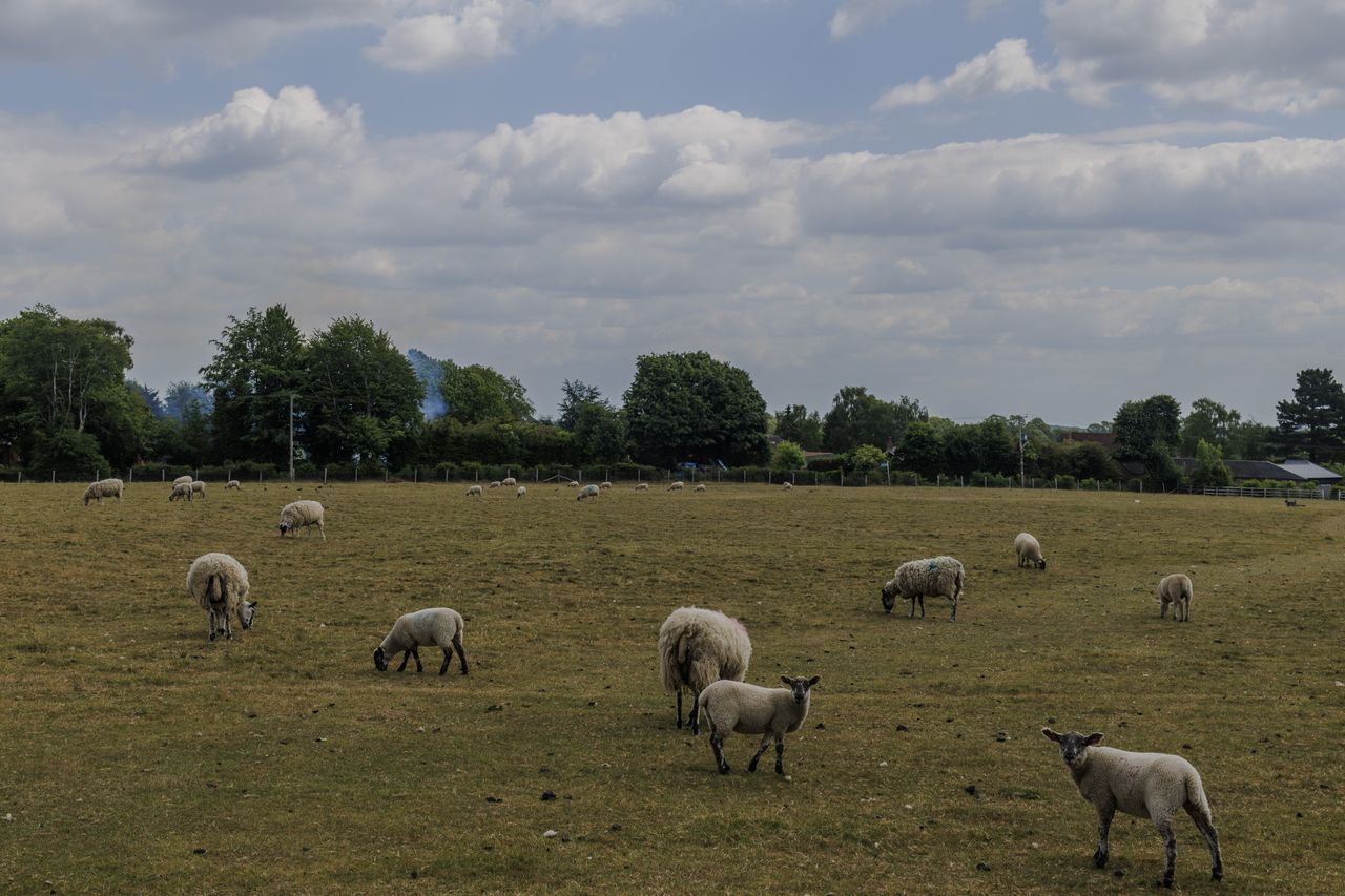 Lots of sheep grazing. Watch out for the sheep shit on the public footpaths.