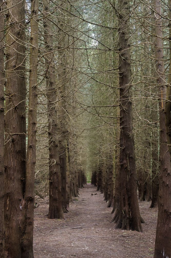 Mead's Plantation. Full of dense, non-native western red cedar trees, hence the lack of ground flora. Apparently the firecrest can be found here, though I didn't catch a sight or even sound of one through.