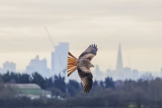 20241230-_87A7993-Enhanced-NR.jpg
