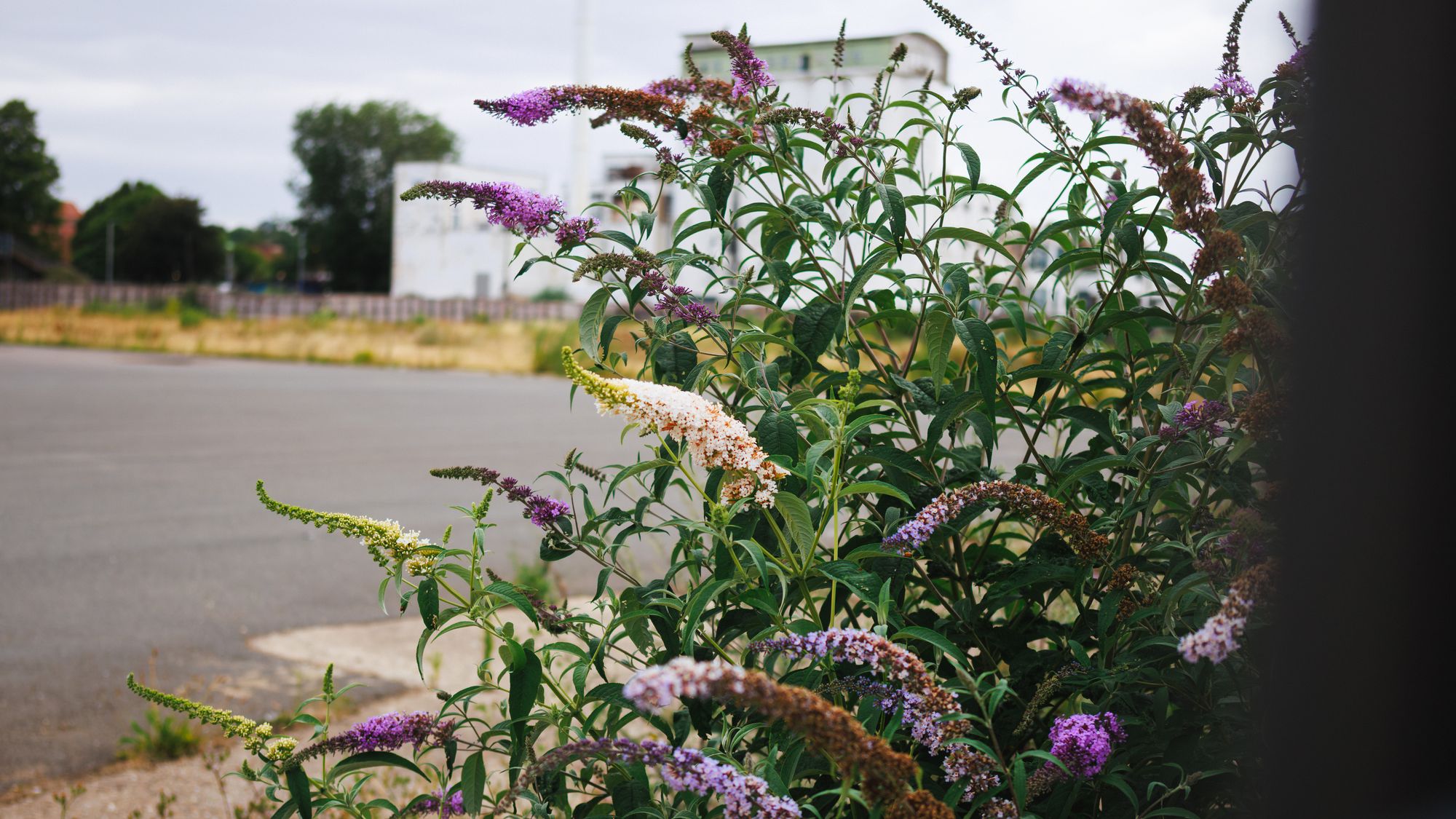 _87A3717.jpg
