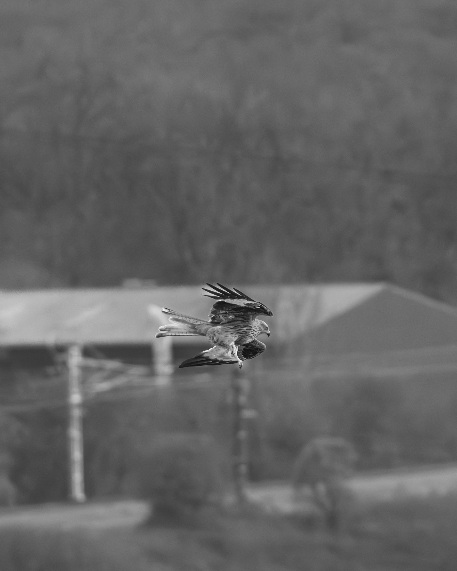 20250124-_87A0108-Enhanced-NR.jpg