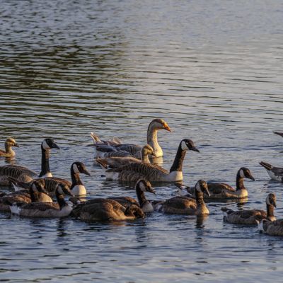 Cover photo for the album Wildlife