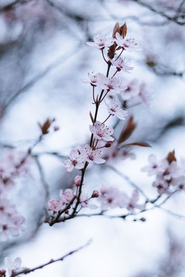 20250319-_87A4066-Enhanced-NR.jpg