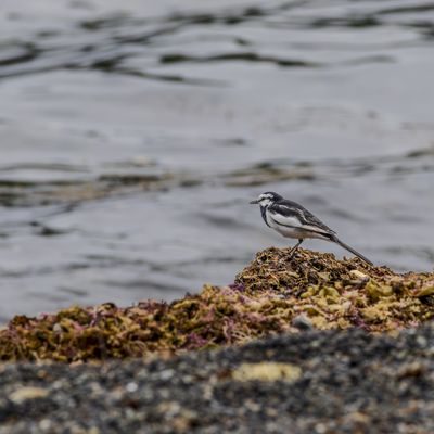 Cover photo for the album Birds of Japan