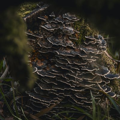Cover photo for the album Miscellaneous