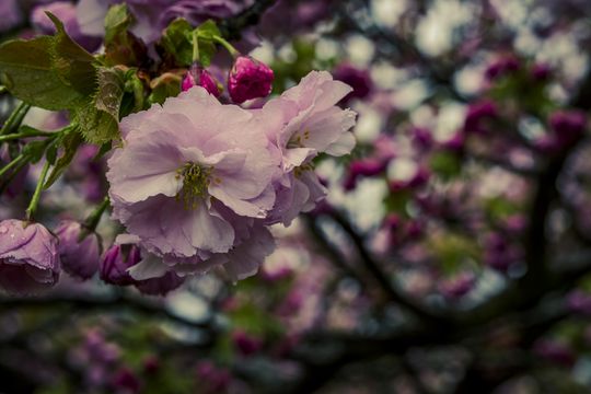 20240322-_87A9427-Enhanced-NR.jpg