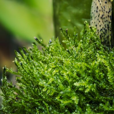 Cover photo for the album Kew Gardens - March 24
