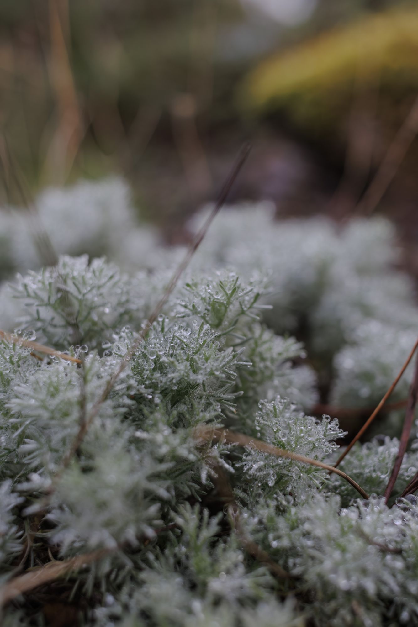 20241113-_87A6274-Enhanced-NR.jpg