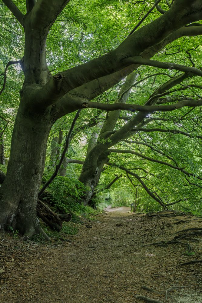 The path through the woods on Aldbury Nowers, again following the route of Grim's Ditch.