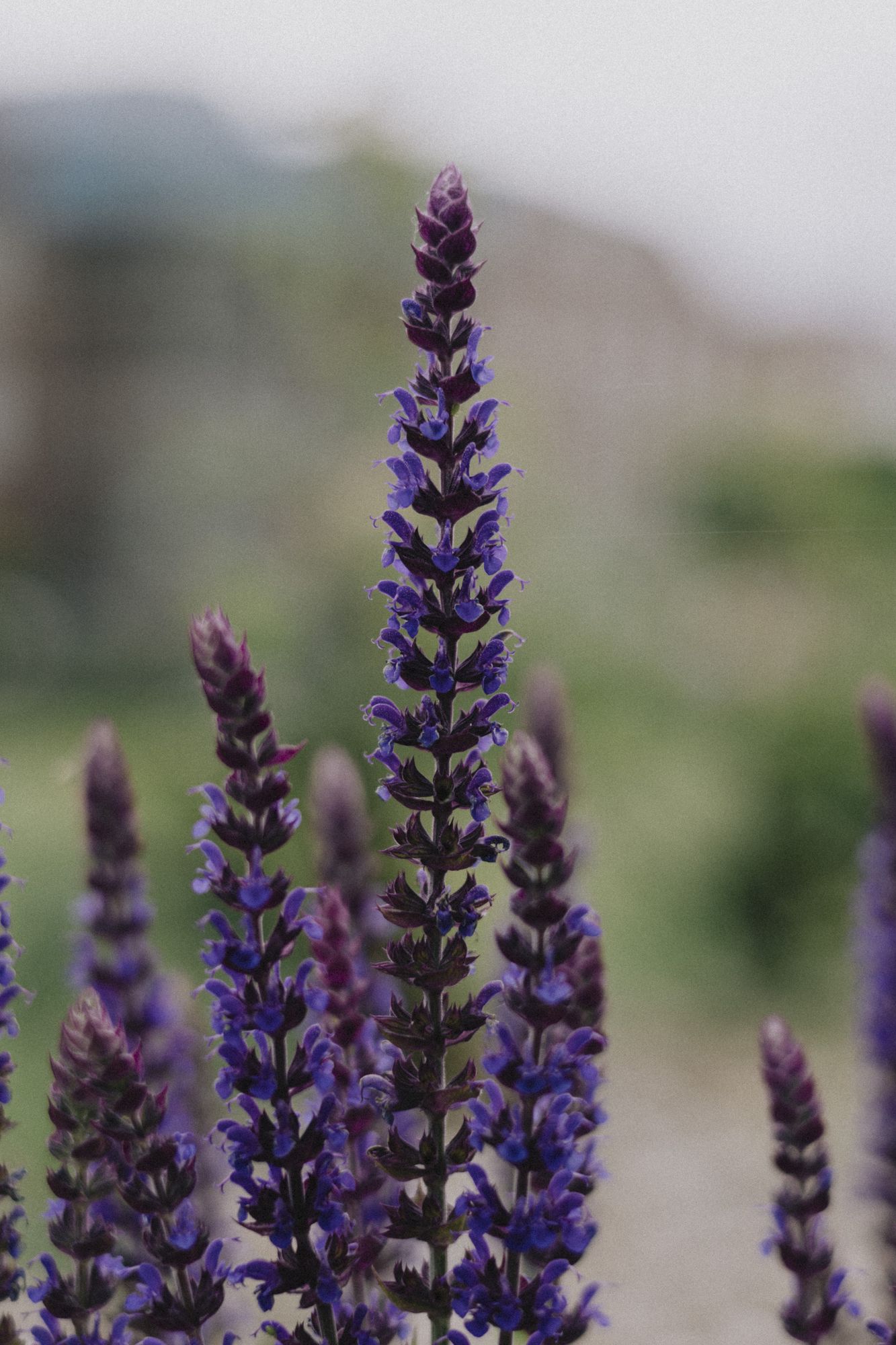 20250611-_87A1345-Enhanced-NR.jpg